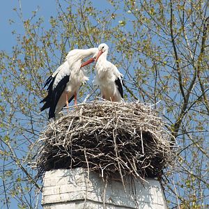 Zwin Bird Park (Now closed and demolished) - European white stork pair on nest, 2007-04-22