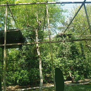 Zwin Bird Park (Now closed and demolished) - Large raptor aviary, 2007-04-22