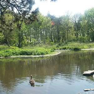 Zwin Bird Park (Now closed and demolished) - Duck and geese exhibit, 2007-04-22