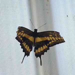 Knokke-Heist butterfly garden (Closed in 2010) - Papilio thoas, 2007-04-22