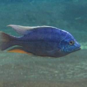 redfin hap (Copadichromis borleyi).