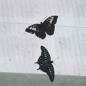 Knokke-Heist butterfly garden (Closed in 2010) - Parthenos sylvia and Graphium agamemnon, 2007-04-22