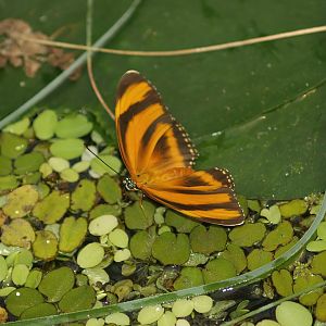 Knokke-Heist butterfly garden (Closed in 2010) - Dryadula phaetusa, 2007-04-22