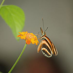 Knokke-Heist butterfly garden (Closed in 2010) - Dryadula phaetusa on flower, 2007-04-22