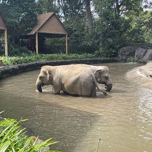Asian Elephant play the water in Elephant of Asia , Singapore Zoo