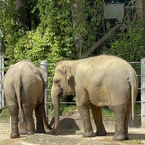 Asian Elephant at Elephant of Asia , Singapore Zoo