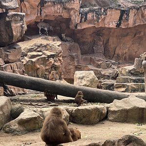 Hamadryas baboon exhibit, Singapore Zoo