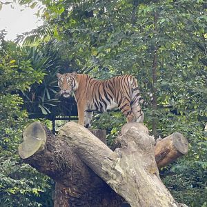 Malayan Tiger , Singapore Zoo