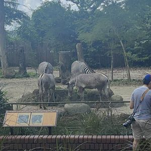 Grevy's zebra exhibit in Wild Africa , Singapore Zoo.