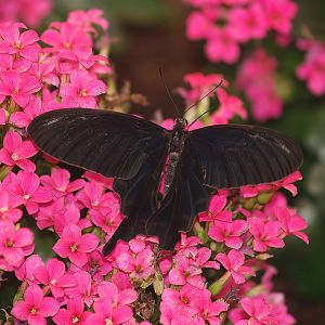 Knokke-Heist butterfly garden (Closed in 2010) - Papilio polytes, 2007-04-22