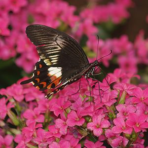Knokke-Heist butterfly garden (Closed in 2010) - Papilio polytes, 2007-04-22