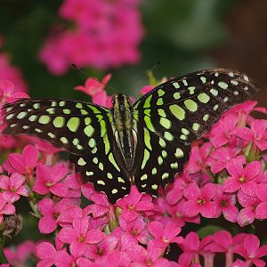 Knokke-Heist butterfly garden (Closed in 2010) - Graphium agamemnon, 2007-04-22