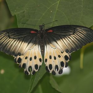 Knokke-Heist butterfly garden (Closed in 2010) - Papilio polymnestor, 2007-04-22