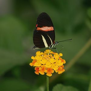 Knokke-Heist butterfly garden (Closed in 2010) - Heliconius erato, 2007-04-22