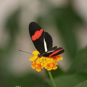 Knokke-Heist butterfly garden (Closed in 2010) - Heliconius melpomene, 2007-04-22
