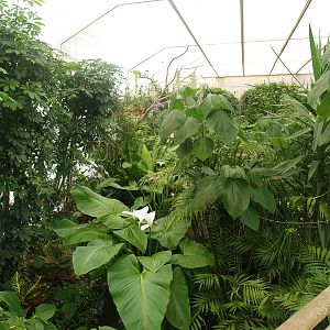 Knokke-Heist butterfly garden (Closed in 2010) - View in greenhouse, 2007-04-22