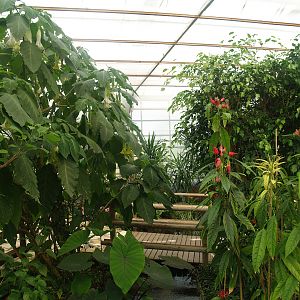 Knokke-Heist butterfly garden (Closed in 2010) - View in greenhouse, 2007-04-22