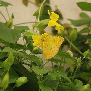 Knokke-Heist butterfly garden (Closed in 2010) - Phoebis sennae, 2007-04-22
