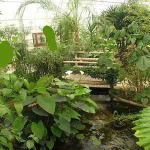 Knokke-Heist butterfly garden (Closed in 2010) - View in greenhouse, 2007-04-22