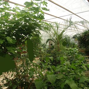 Knokke-Heist butterfly garden (Closed in 2010) - View in greenhouse, 2007-04-22
