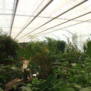Knokke-Heist butterfly garden (Closed in 2010) - View in greenhouse, 2007-04-22