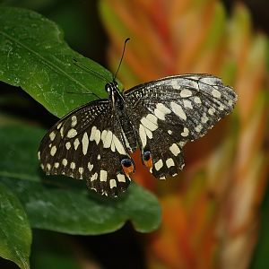 Knokke-Heist butterfly garden (Closed in 2010) - Papilio demoleus, 2007-04-22