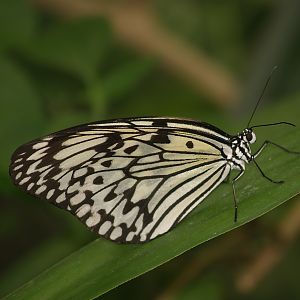Knokke-Heist butterfly garden (Closed in 2010) - Idea leuconoe, 2007-04-22
