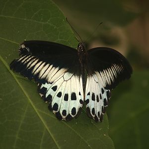 Knokke-Heist butterfly garden (Closed in 2010) - Papilio polymnestor, 2007-04-22