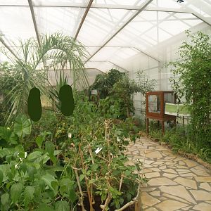 Knokke-Heist butterfly garden (Closed in 2010) - View in greenhouse, 2007-04-22