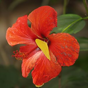 Knokke-Heist butterfly garden (Closed in 2010) - Phoebis sennae on Hibiscus flower, 2007-04-22