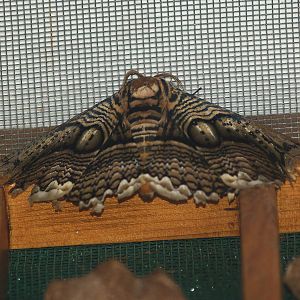 Knokke-Heist butterfly garden (Closed in 2010) - Brahmaea hearseyi, 2007-04-22