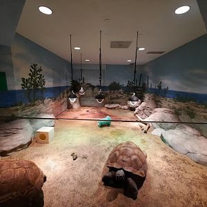 Galapagos Giant Tortoise Indoor Exhibit