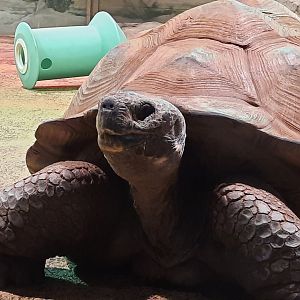 Galapagos Giant Tortoise Close Up