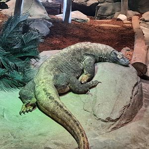 Komodo Dragon - Padar