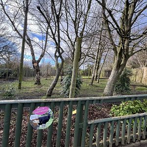Southern cassowary enclosure in winter 16.2.24
