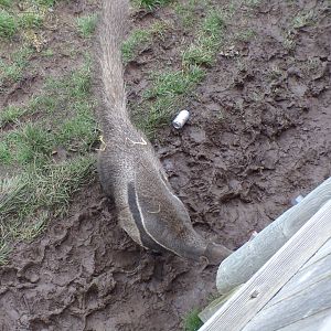Giant anteater 16.2.24