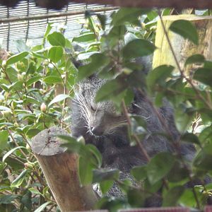 One of the last photos I got of the Binturong 16.2.24