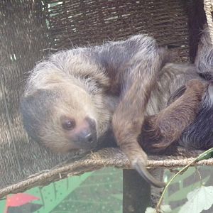 Linne’s Two-toed sloth 16.2.24