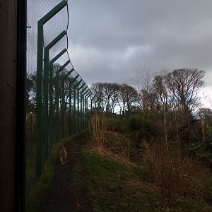 Sumatran tiger pacing next to fence 16.2.24