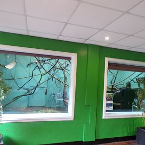 Temporary crowned lemur enclosure 16.2.24