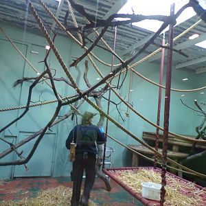 Crowned lemur temporary enclosure 16.2.24