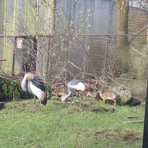 East African crowned crane and Kirk’s dik-diks 16.2.24