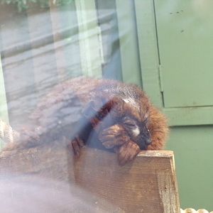 Red-bellied lemur resting 16.2.24