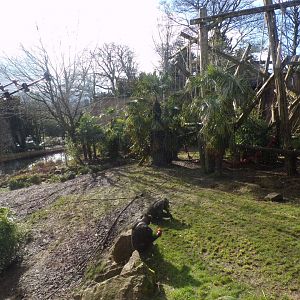 Chimpanzee enclosure from balcony 16.2.24