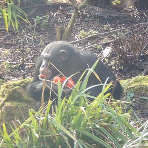 Chimpanzee “Velu” feeding 16.2.24
