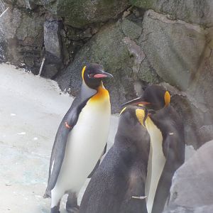 King penguins 16.2.24