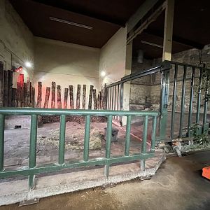 Indian rhinoceros indoors (0.5 zoom) 9.3.24