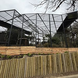 New L’hoest’s monkey enclosure 9.3.24