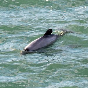 Hector's Dolphin