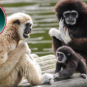Gibbon Baby Dad’s Rough Play & Mum’s Constant Interventions